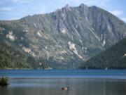 A goose swims in Coldwater Lake next to Mount St. Helens on Wednesday, August 1, 2018.