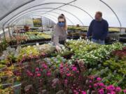 Athena Byrd, left, and Steven Klute, regular shoppers at Zenith Holland Gardens in Des Moines, check out the selection at the nursery on April 17. They were planning to get vegetable starts. (ellen m.