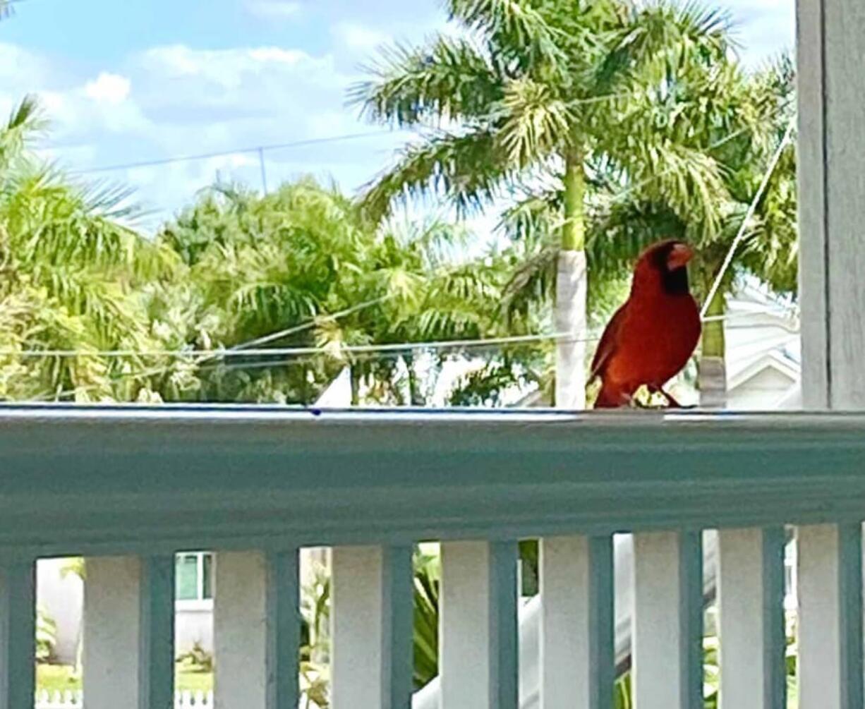 A cardinal -- brilliantly red and always singing-- became our only outside guest while we sheltered in place.