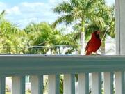 A cardinal -- brilliantly red and always singing-- became our only outside guest while we sheltered in place.