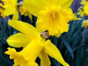 Nothing says spring like the cheerful daffodil. You can buy bulbs and blooming plants from Yard &#039;n Garden Land.