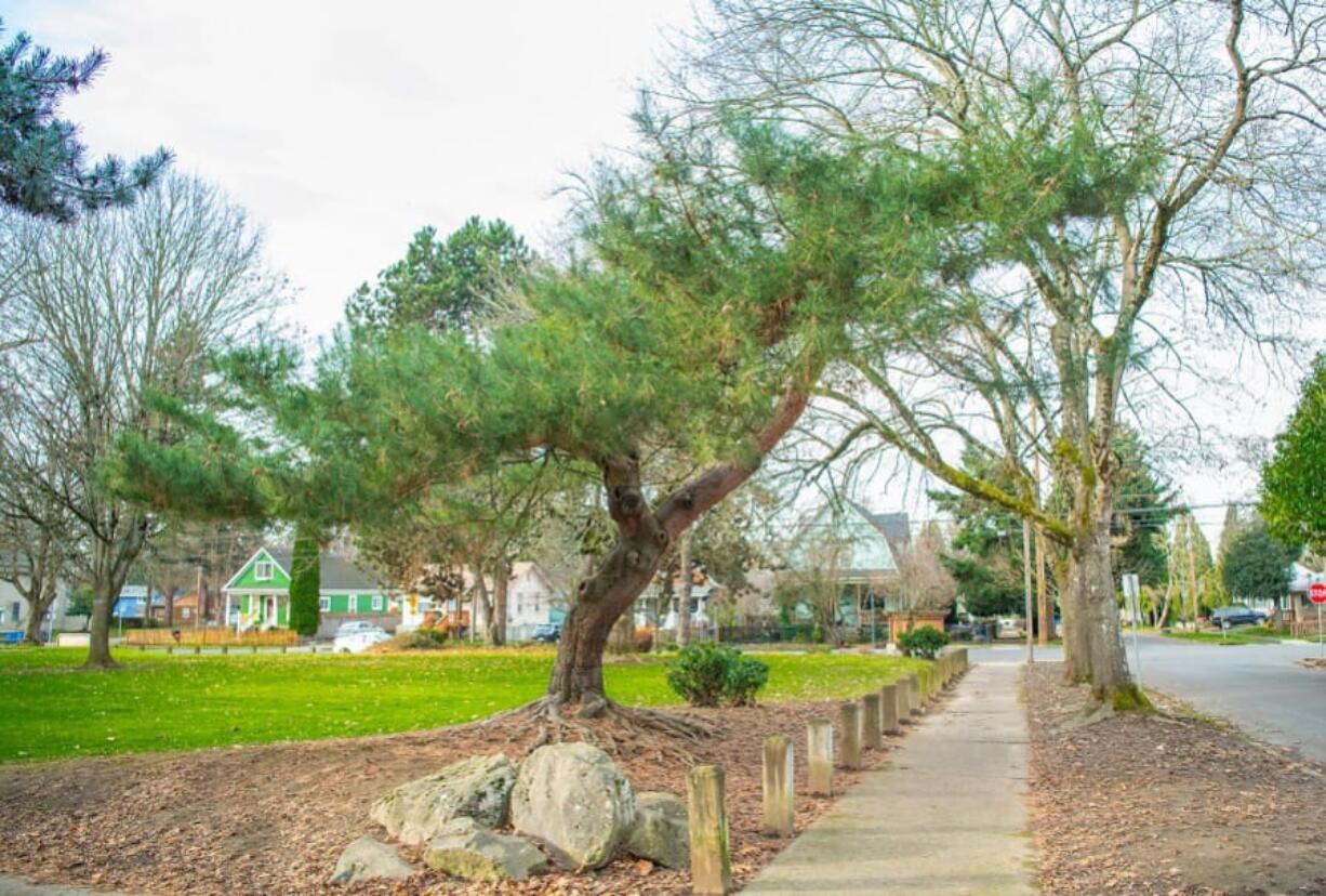 The city of Vancouver has launched a new Letters to Trees program, encouraging people to write letters with poems or drawings to the trees they love most, like this glorious Japanese pine.