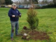 OGDEN: Vancouver Urban Forestry intern Matt McLean plants one of this year&#039;s trees at the Volunteer Grove at Centerpointe Park.