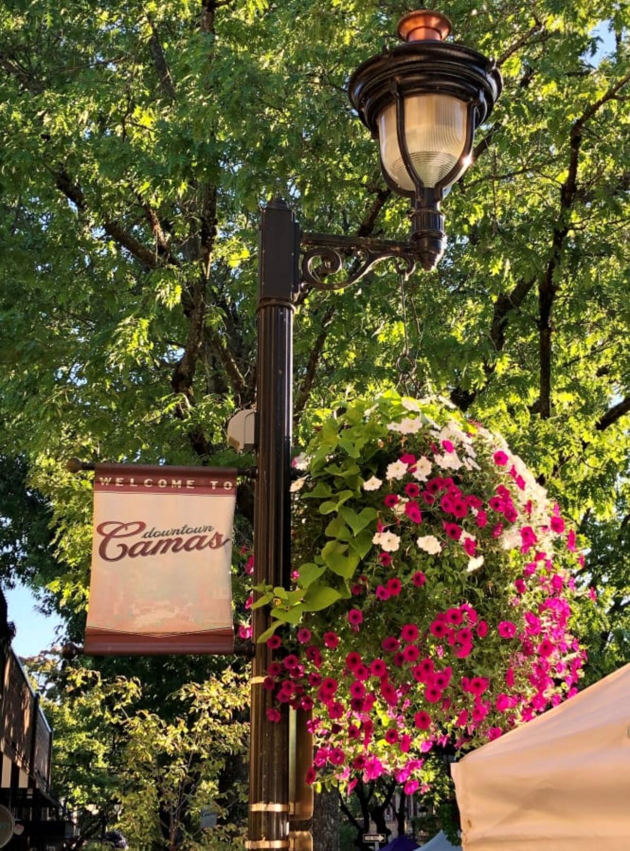 Downtown Camas is forging ahead with flower baskets, hanging the blooming harbingers of spring up and down Fourth and Fifth Avenues.