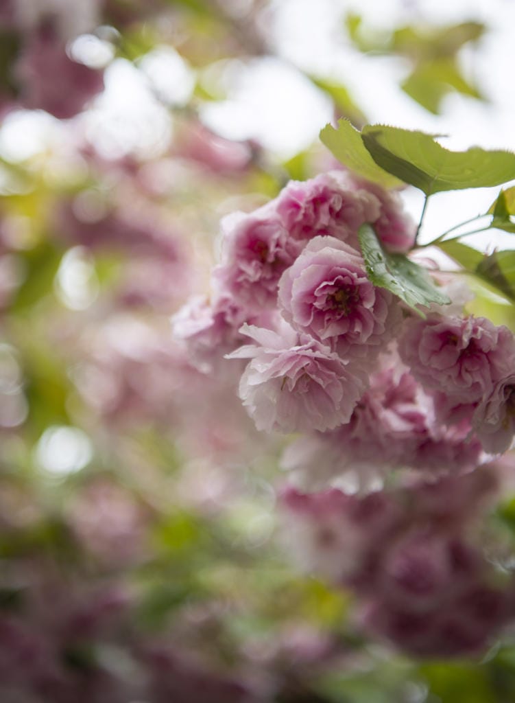 The rows of Shirofugen cherry trees in full bloom at Clark College in Vancouver on April 22, 2020. In 1990, Atsushi ÒJohnÓ Kageyama, then-president of America Kotobuki in Vancouver, presented 100 Shirofugen cherry trees to Vancouver, and they were planted on the campus. Every April, Clark College hosts the Sakura Festival, honoring ties of friendship between Vancouver and sister city Joyo, Japan. Due to the novel coronavirus, this yearÕs event was canceled.