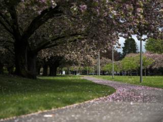 Shirofugen Cherry Trees photo gallery