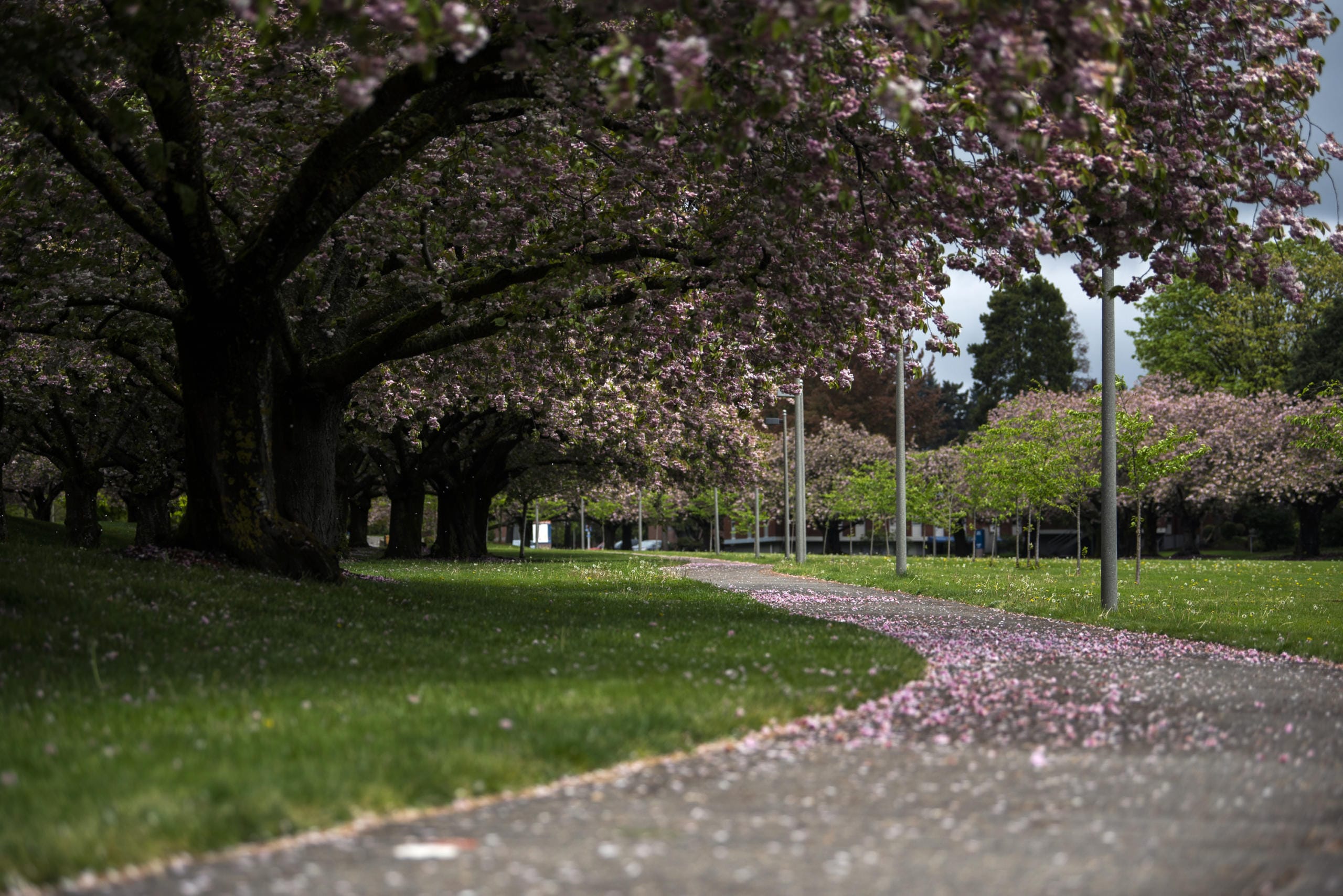 The sidewalks are covered in fallen blossoms from the Shirofugen cherry trees at Clark College in Vancouver on April 22, 2020.