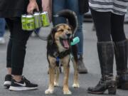 Tank, a 1-year-old mutt, yawns while owner Hannah Dollar carries her beer after visiting the Heathen Brewing beer truck in Battle Ground on Saturday.