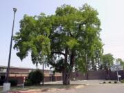 This black locust tree at Mill Plain Elementary was planted by a teacher in the early 1900s.