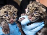 In this Feb. 26, 2020 photo made available by ZooMiami, newborn clouded leopards are held by a staff member for their neonatal exams at the zoo in Miami. Clouded Leopards are found in forests within Southern China, Taiwan and Malaysia and are highly endangered over most of their range due to hunting.