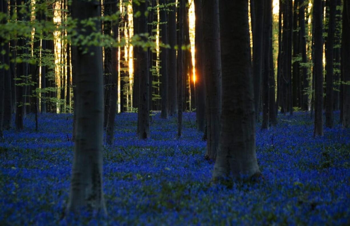 The sun begins to rise through trees as Bluebells, also known as wild Hyacinth, bloom in the Hallerbos forest in Halle, Belgium, on Thursday, April 16, 2020. Bluebells are particularly associated with ancient woodland where it can dominate the forest floor to produce carpets of violet-blue flowers.