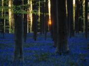 The sun begins to rise through trees as Bluebells, also known as wild Hyacinth, bloom in the Hallerbos forest in Halle, Belgium, on Thursday, April 16, 2020. Bluebells are particularly associated with ancient woodland where it can dominate the forest floor to produce carpets of violet-blue flowers.