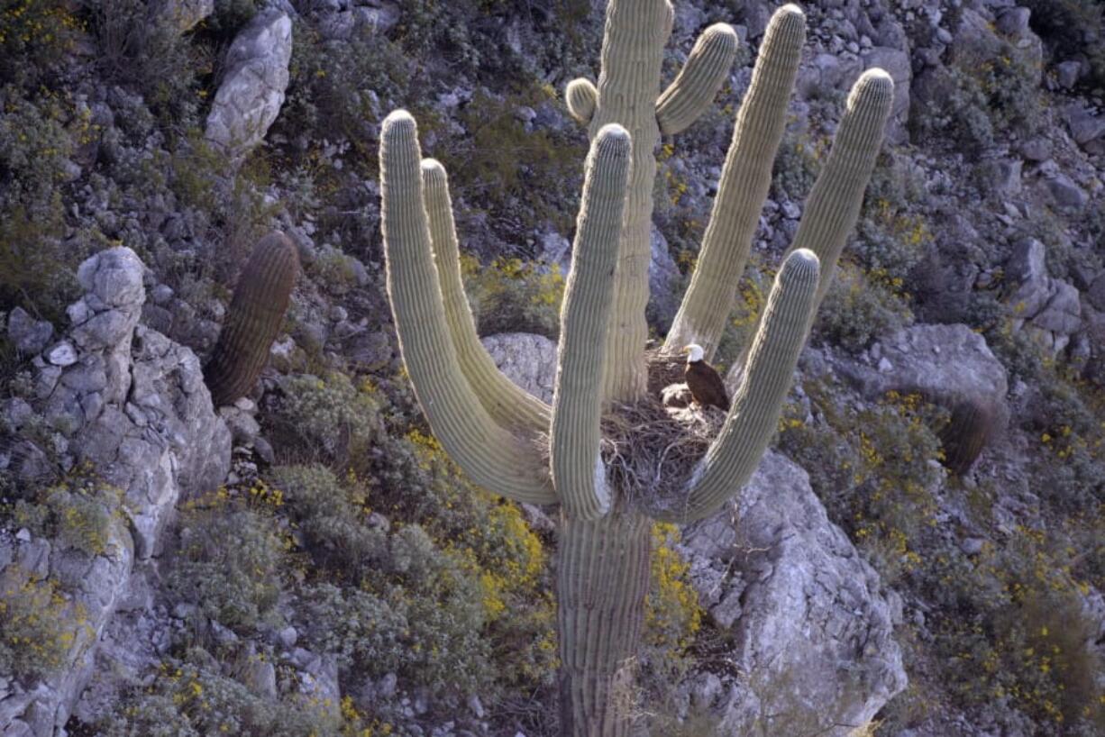 This undated photo provided by the Arizona Department of Game and Fish shows a bald eagle nesting in a saguaro cactus in central Arizona. It&#039;s the first time in decades bald eagles have been found nesting in an Arizona saguaro cactus.