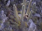 This undated photo provided by the Arizona Department of Game and Fish shows a bald eagle nesting in a saguaro cactus in central Arizona. It&#039;s the first time in decades bald eagles have been found nesting in an Arizona saguaro cactus.