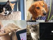 Newsroom pets, clockwise from top left: Jamie and Finlay, two of Web Editor Amy Libby's four cats, play on the cat tree in the living room of her Orchards-area home; Bodhi, who lives with Assistant Metro Editor Jessica Prokop, her husband, dog Lana and rabbit Cameron, gets a ride in a stroller; Photo Editor Amanda Cowan's cat Kaya watches the computer boot up one morning from Cowan's Vancouver home; and Fluff, one of Metro Editor Mark Bowder's two cats, plays while Bowder works from his Vancouver home during the COVID-19 pandemic.