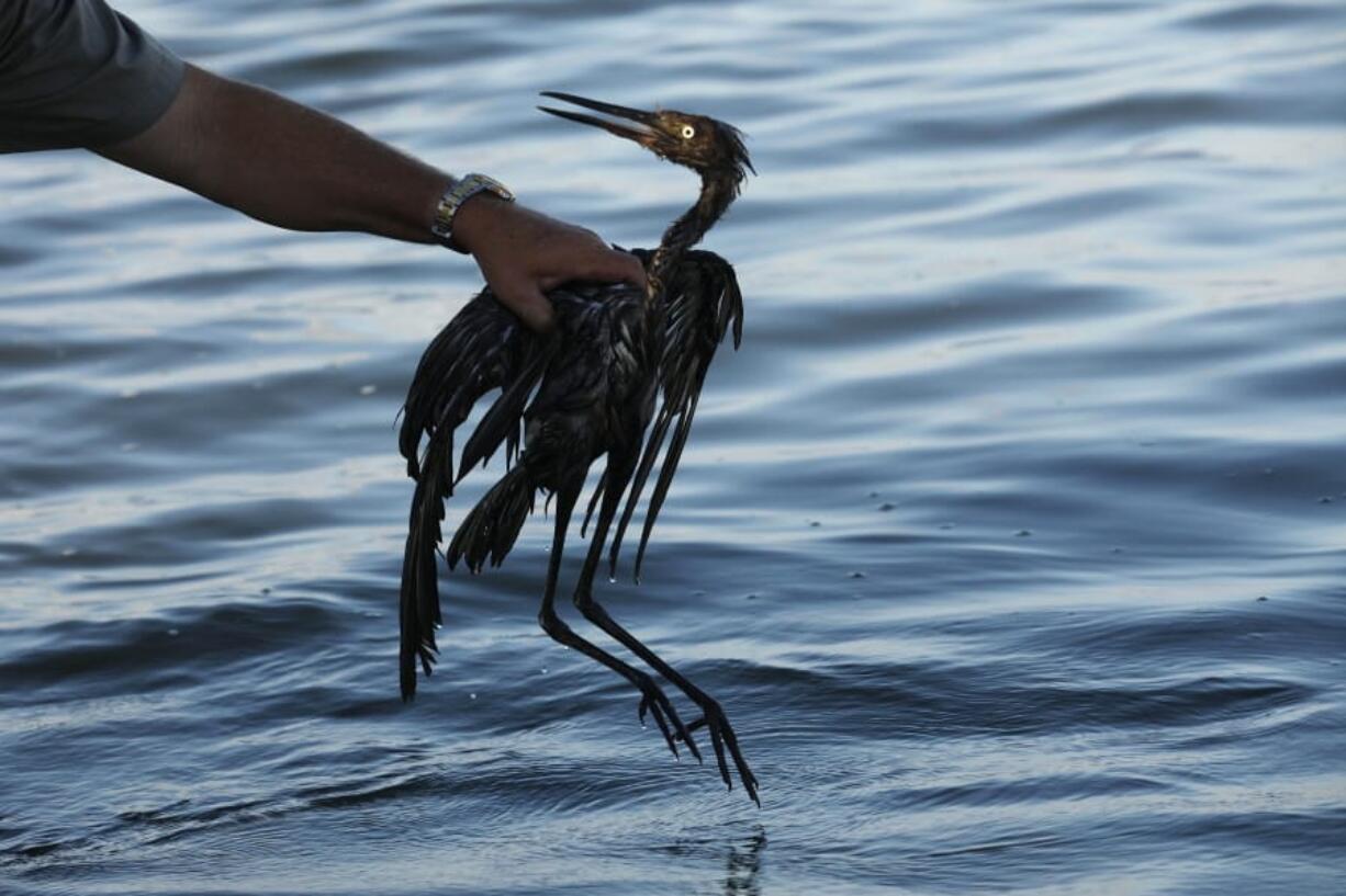 FILE - In this June 26, 2010 file photo, Plaquemines Parish Coastal Zone Director P.J. Hahn rescues a heavily oiled bird from the waters of Barataria Bay, La., which are laden with oil from the Deepwater Horizon oil spill.  Ten years after the nation&#039;s biggest offshore oil spill fouled its waters, the Gulf of Mexico sparkles in the sunlight and its fish are safe to eat. But scientists who have spent $500 million dollars from BP researching the impact of the Deepwater Horizon disaster have found much to be concerned about.