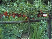 A red currant espalier in New Paltz, N.Y. Red currant plants are especially easy to train and prune as decorative (and edible) espaliers.