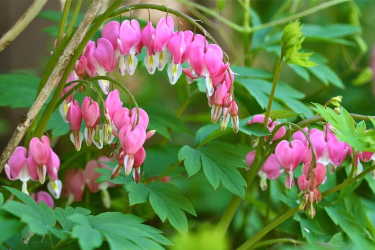 Bleeding hearts taken in a residential garden near New Market, Va., are typical of the old standards commonly found in the grandmother&#039;s gardens that were popular landscape fixtures several generations ago. They consist of flower varieties frequently remembered from our childhoods and ancestral homes but that have grown unfashionable today.