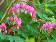 Bleeding hearts taken in a residential garden near New Market, Va., are typical of the old standards commonly found in the grandmother&#039;s gardens that were popular landscape fixtures several generations ago. They consist of flower varieties frequently remembered from our childhoods and ancestral homes but that have grown unfashionable today.