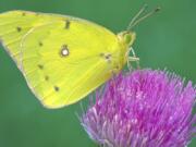 This undated photo provided by Michael Thomas in April 2020 shows a clouded sulphur butterfly in Cromwell, Conn. In an April 2020 interview, Ann Swengel, a citizen scientist tracking butterflies for more than 30 years, recalled that a few decades ago she would drive around Wisconsin &quot;look out in a field and you&#039;d see all these Sulphur butterflies around.