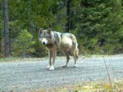 This remote camera image taken May 3, 2014, shows the wolf OR-7 on the Rogue River-Siskiyou National Forest in Southern Oregon.