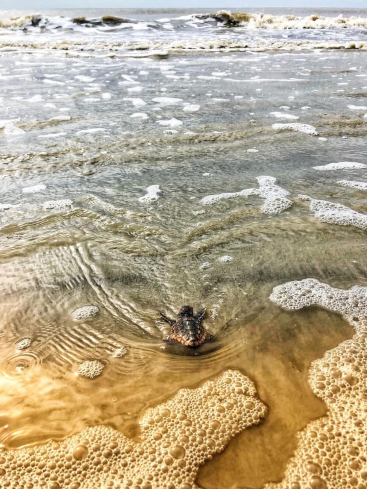 FILE - In this July 7, 2019, file photo provided by the Georgia Department of Natural Resources, a loggerhead sea turtle hatchling reaches the surf after emerging from a nest on Ossabaw Island, Ga. A protected sea turtles species in Georgia have started their nesting season. The Georgia Department of Natural Resources said Monday, April 27, 2020, the first batch of eggs from a loggerhead was found on Cumberland Island beach. The turtles, who are named for their large heads, are the most common sea turtles found along Georgia&#039;s coast.