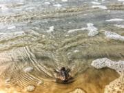 FILE - In this July 7, 2019, file photo provided by the Georgia Department of Natural Resources, a loggerhead sea turtle hatchling reaches the surf after emerging from a nest on Ossabaw Island, Ga. A protected sea turtles species in Georgia have started their nesting season. The Georgia Department of Natural Resources said Monday, April 27, 2020, the first batch of eggs from a loggerhead was found on Cumberland Island beach. The turtles, who are named for their large heads, are the most common sea turtles found along Georgia&#039;s coast.