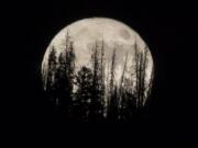 FILE - In this Nov. 14, 2016 file photo, evergreen trees are silhouetted on the mountain top as a supermoon rises over over the Dark Sky Community of Summit Sky Ranch in Silverthorne, Colo., Monday, Nov. 14, 2016. A supermoon will rise in the sky Tuesday evening, April 7, 2020.   (AP Photo/Jack Dempsey, File) (jae c.