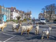 A herd of goats walk the quiet streets in Llandudno, north Wales, Tuesday March 31, 2020. A group of goats have been spotted walking around the deserted streets of the seaside town during the nationwide lockdown due to the coronavirus.