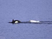 Tl'uk the white orca has been wowing onlookers all over Puget Sound this month. The gray transient whale is a member of the T46Bs, a family of transient orcas that includes T46 B1B, the gray whale. He is nicknamed Tl'uk, a Coast Salish word meaning moon.