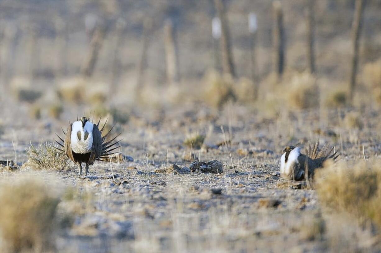 Male sage grouse inflate their chests and make their unique noises in April 2013 in the desert near Millican, Ore.