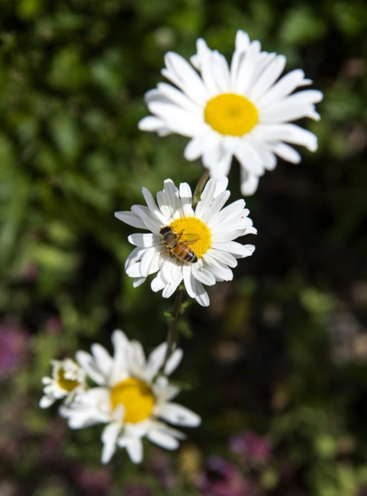 Battle Ground encourages residents across Clark County to beautify their outdoor spaces on April 25.