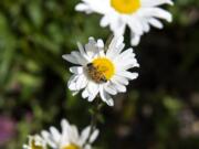 Battle Ground encourages residents across Clark County to beautify their outdoor spaces on April 25.