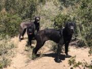 Three Cane Corsos were saved Monday after living in Angeles National Forest for weeks.