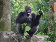 Gino, the patriarch of the western lowland gorilla troop, might be enjoying the solitude while Animal Kingdom is closed, said Mark Penning, Disney Parks&#039; vice president for animals, science and environment.