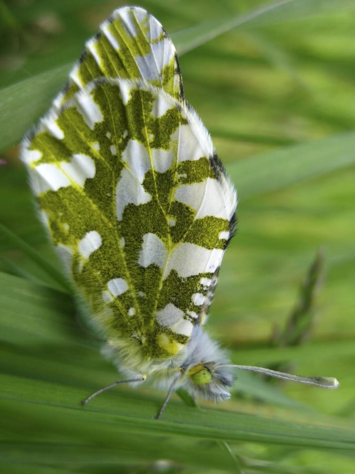 An island marble butterfly.  On Monday, the butterfly, which now exists only on San Juan Island, was listed as an endangered species. It&#039;s main home in the island&#039;s national park was listed as a critical habitat. (Karen Reagan/ U.S.