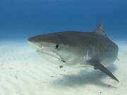 A tiger shark navigates undersea. One particular 10-foot tiger shark studied by scientists with a satellite tracker was found to make a 4,000-mile transoceanic journey from Africa.