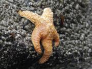 FILE - This July 31, 2010 file photo, shows a starfish clings to a rock near Haystack Rock during low tide in Cannon Beach, Ore. Starfish are making a comeback on the West Coast, four years after a mysterious syndrome killed millions of them. From 2013 to 2014, Sea Star Wasting Syndrome hit sea stars from British Columbia to Mexico. Now the species is rebounding with sea stars being spotted in Southern California tide pools and elsewhere, the Orange County Register reported Tuesday, Dec. 26, 2017.