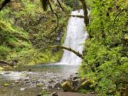 Hikers on the Siouxon Creek Trail to Chinook Falls are in for a treat. A wall of water cascades 50 feet into a shallow pool.