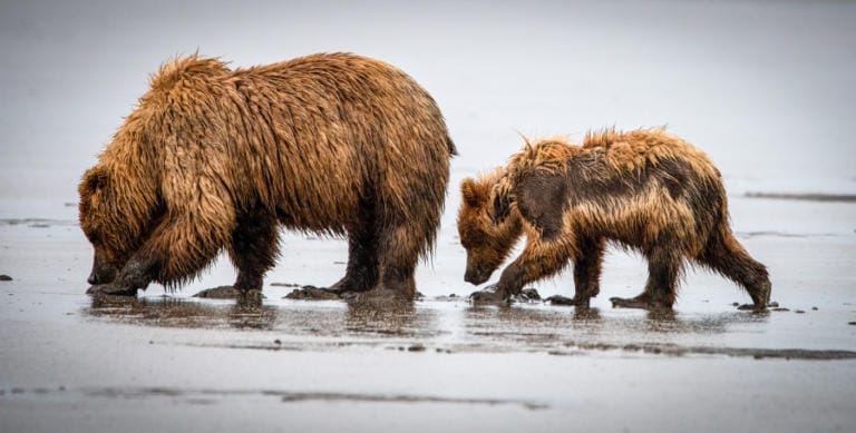 &quot;Lessons from Mom,&quot; a photo of a female grizzly bear and her cub, appears in the book &quot;Available Light: Awakening Spirituality Through Photography.&quot; (David Tinney)