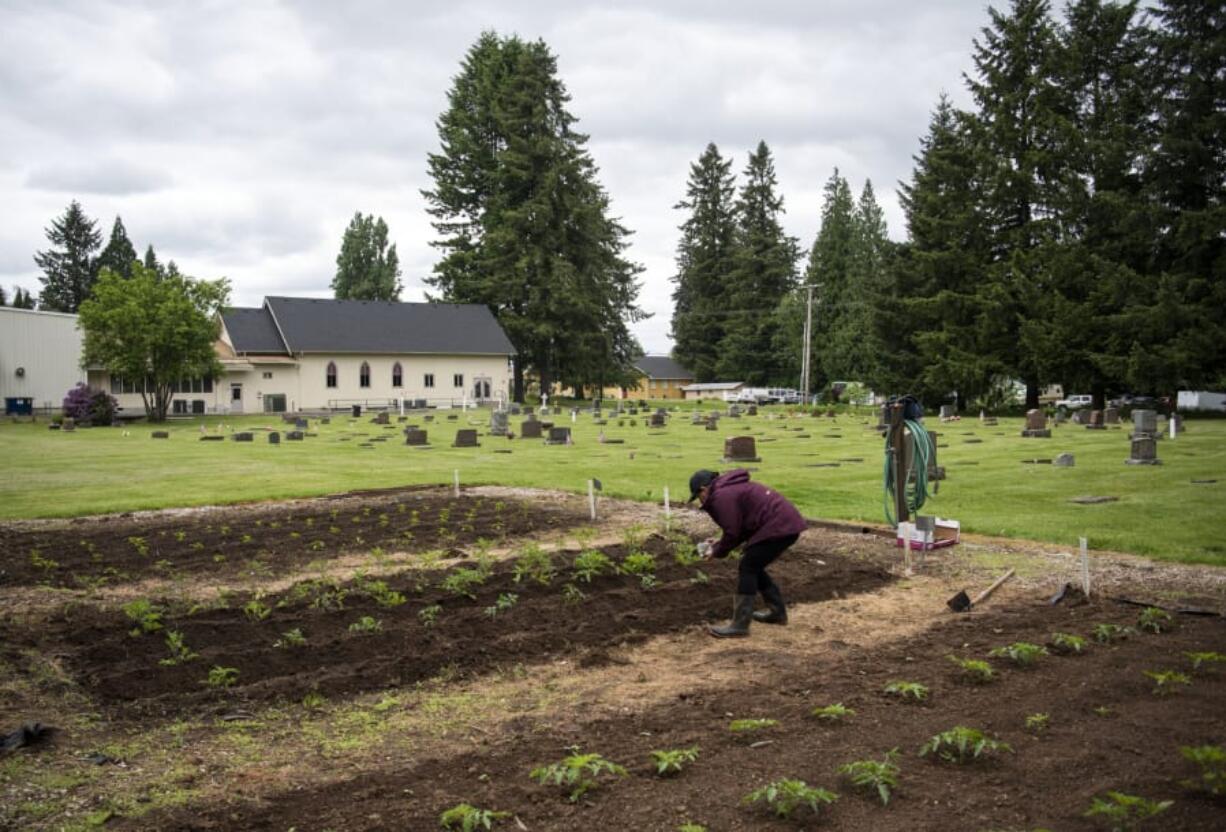 Janeth Sotelo of Orchards plants cilantro seeds in her garden plot Saturday at the Bethel Community Garden behind Bethel Lutheran Church in Brush Prairie. Sotelo joined the community garden about seven years ago and learned how to garden from a friend.