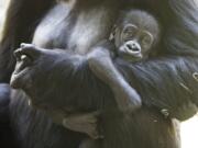 This May, 4, 2020, photo released by the Woodland Park Zoo shows a 2 1/2-month-old male gorilla, Kitoko, with mom Uzumma. Kitoko was injured during a skirmish among his six-member family group in Seattle.  Animal health experts say little Kitoko was bitten on the head, likely by accident when another gorilla tried to bite his mother, Uzumma. Kitoko sustained a fractured skull and a severe laceration, but zoo officials say the 2 1/2-month-old gorilla underwent surgery and may survive if he doesn't develop an infection.