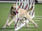 FILE - In this Feb. 8, 2020 file photo, Tag, a Labrador retriever weaves, through a series of poles during Westminster Kennel Club&#039;s agility competition in New York.   Labrador retrievers remain the nation&#039;s most popular purebreds for a record-extending 29th year.