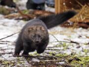 FILE - In this Dec. 2, 2016 file photo, a Pacific fisher takes off running after being released into a forest at Mount Rainier National Park, Wash. The Pacific fisher, a weasel-like carnivore native to Oregon's southern old growth forests, has been denied endangered species protection in the state, the latest twist in a legal back-and-forth that has continued for 20 years. In the decision issued last week, the U.S. Fish and Wildlife Service declined to grant the fisher threatened status in southern Oregon and northern California, citing voluntary conservation measures as effective in protecting the woodland creatures. Today, biologists estimate anywhere from a few hundred to a couple thousand fishers live in Oregon, most near the California border.