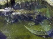 In this photo taken on Tuesday, Feb. 19, 2019, the alligator Saturn swims in water at the Moscow Zoo, in Moscow, Russia. An alligator that many believed to have once belonged to Adolf Hitler has died in the Moscow Zoo. The zoo said the alligator, named Saturn, was about 84 years old and died on Friday.