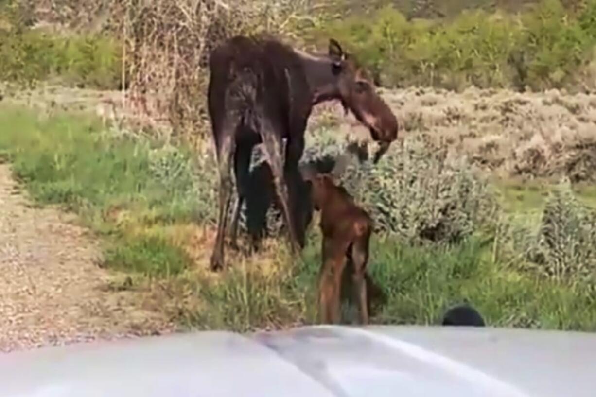 This Monday, May 18, 2020 image taken from a dashcam video provided by the Utah Highway Patrol shows a moose and newborn calves reuniting with their mother near Heber City, Utah. Sgt. Nick Street says the trooper noticed the hours-old calves on the road without their mother on his way home from work Monday. Worried they could be hit by a car, trooper Alexander Agin stopped and put up a traffic barrier. He then guided them away from traffic danger. Just as he led them off the pavement, the calves&#039; mother arrived and began to charge the trooper. He scrambled back into the car and watched as they walked back into the woods.