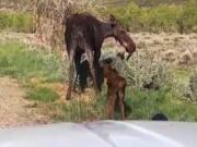 This Monday, May 18, 2020 image taken from a dashcam video provided by the Utah Highway Patrol shows a moose and newborn calves reuniting with their mother near Heber City, Utah. Sgt. Nick Street says the trooper noticed the hours-old calves on the road without their mother on his way home from work Monday. Worried they could be hit by a car, trooper Alexander Agin stopped and put up a traffic barrier. He then guided them away from traffic danger. Just as he led them off the pavement, the calves&#039; mother arrived and began to charge the trooper. He scrambled back into the car and watched as they walked back into the woods.