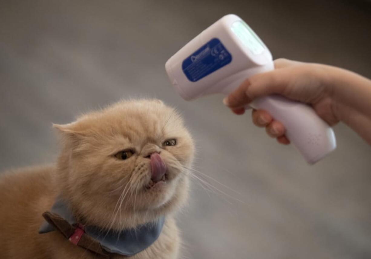 FILE - In this Friday, May 8, 2020 file photo, the owner of a cat cafe checks the temperature of one of her cats in Bangkok, Thailand. According to a study published on Wednesday, May 13, 2020, cats can spread the new coronavirus to each other without any of them ever having any symptoms.