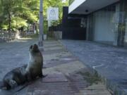 A sea lion sits May 2 outside a hotel that is closed because of the new coronavirus pandemic, in San Cristobal, Galapagos Islands, Ecuador.