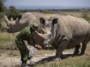 FILE - In this Friday, Aug. 23, 2019 file photo, female northern white rhinos Fatu, 19, right, and Najin, 30, left, the last two northern white rhinos on the planet, are fed some carrots by a ranger in their enclosure at Ol Pejeta Conservancy, Kenya. Groundbreaking work to keep alive the nearly extinct northern white rhino - population, two - by in-vitro fertilization has been hampered by travel restrictions caused by the new coronavirus.